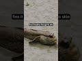 This fish should not exist #facts #mudskipper