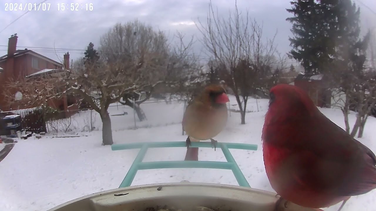 Male and female Northern Cardinals at a Netvue Birdfy Smart Bird Feeder.