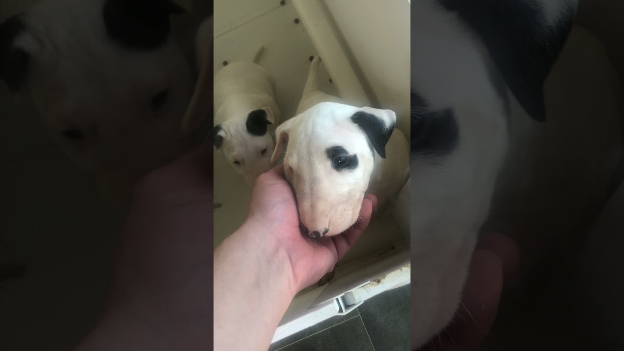 English bull terriers 5 weeks old and what we feed them as we introduce them to proper food