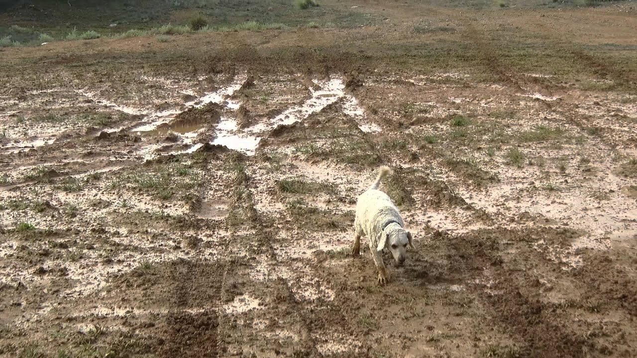 Archie Spoodle/ cockapoo in a Broken Hill mud puddle (over 5 days ...