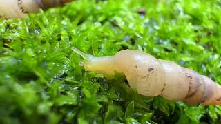 The Secret Life of a Garden Explorer - Subulina Octona #snails #snailshouse #snaillife #nature