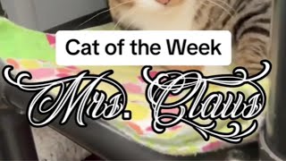 Cat of the Week ~ Mrs. Claus by The Cattery Cat Shelter 376 views 5 days ago 1 minute, 22 seconds