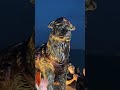Crean estatua de perro rescatista en Venezuela