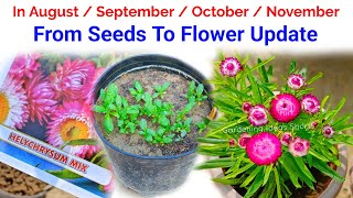Grow Helichrysum From Seeds To Flower Update / Helichrysum From Seeds How To Grow