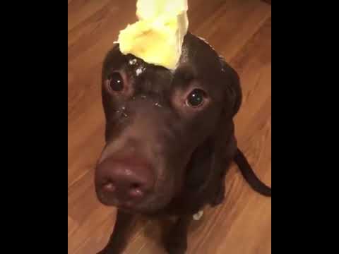 10 Hours of Butter Dog 2 - YouTube