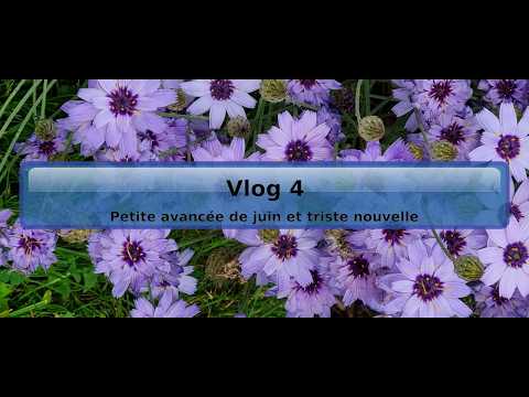 Vlog 4 2026 June progress and sad news
