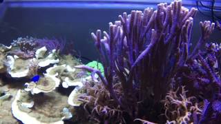 Reef tank dive No. 6