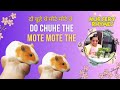 दो चूहे थे मोटे मोटे थे || Poem Lyrics || Nursery Rhymes By. Shruti