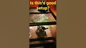 is this a good leopard gecko setup? heatwaves - glass animals