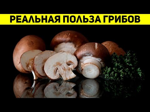 ГРИБЫ – РЕАЛЬНАЯ Польза и Вред! Кому нельзя есть грибы? КАК нужно есть грибы? | Смотри и Знай