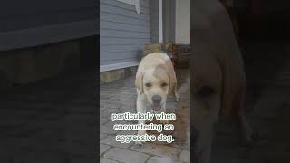 Decoding Dog Tail Language 🐾 | Dog Wagging Tail Meaning