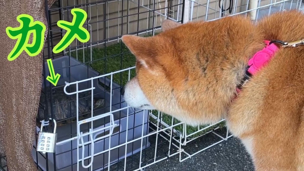 亀に出会った柴犬