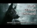 💓 PASTOR ALEMÁN NEGRO, genética y más | Black German Shepherd  History, Anatomy Evolution & Genetics