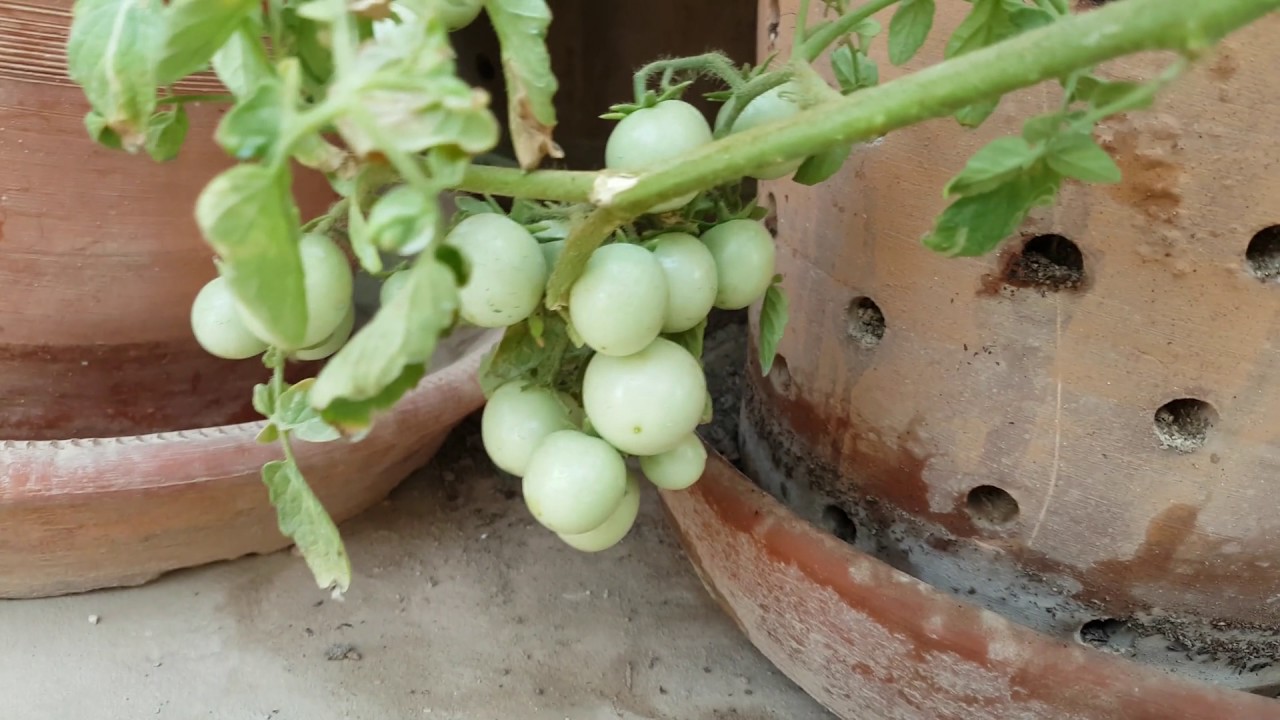MY KITCHEN GARDEN (SOIL) - PART-2 npk acuario