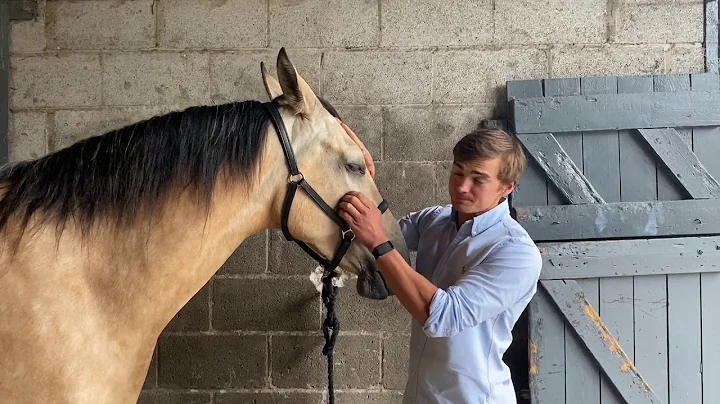 Atkinson Action Horses June 2020