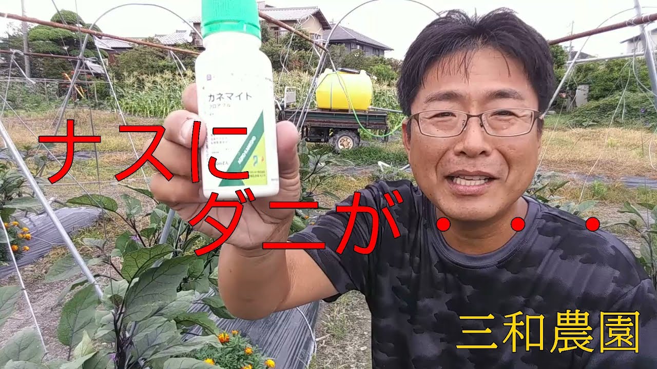 早くもナスにダニが居る カネマイト 散布 No156 Youtube