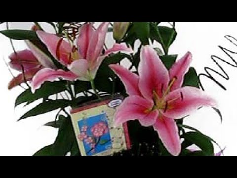 Vídeo: Ikebana Information: Cultivo de plantas para arranjos de flores Ikebana