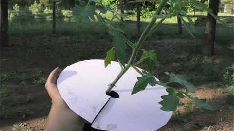 7 Steps to Upside Down Tomatoes