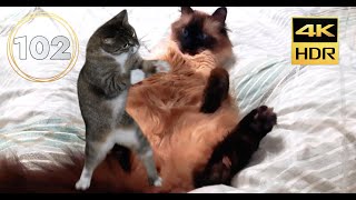 Cutest Cat Duo Tikhon And Misha In Action: Episode 102