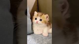 Cute Cat.223