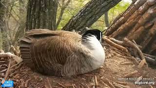Eggs Are Hatching at the N2B Nest NOW! - Decorah Geese - Explore.org (4\/22)