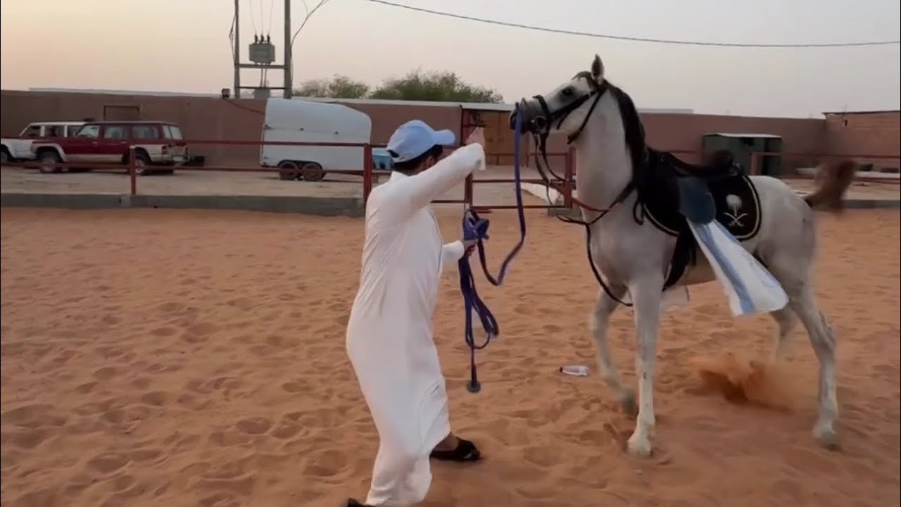 يوميات عسف 😂🐎