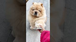 XL Chow Chows: World's Laziest Dogs! 🐶😴#animals #funny #science #shortfeed #puppy