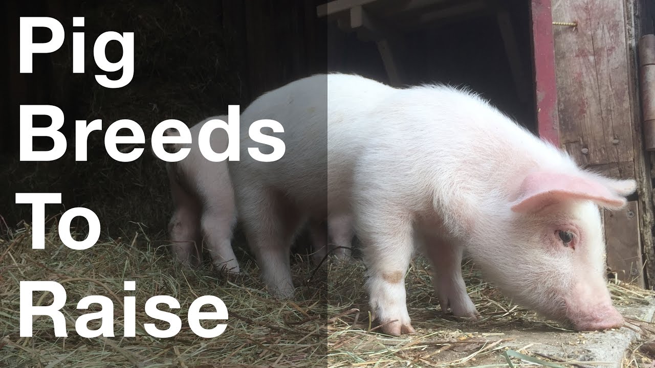 diffrent breeds of pigs