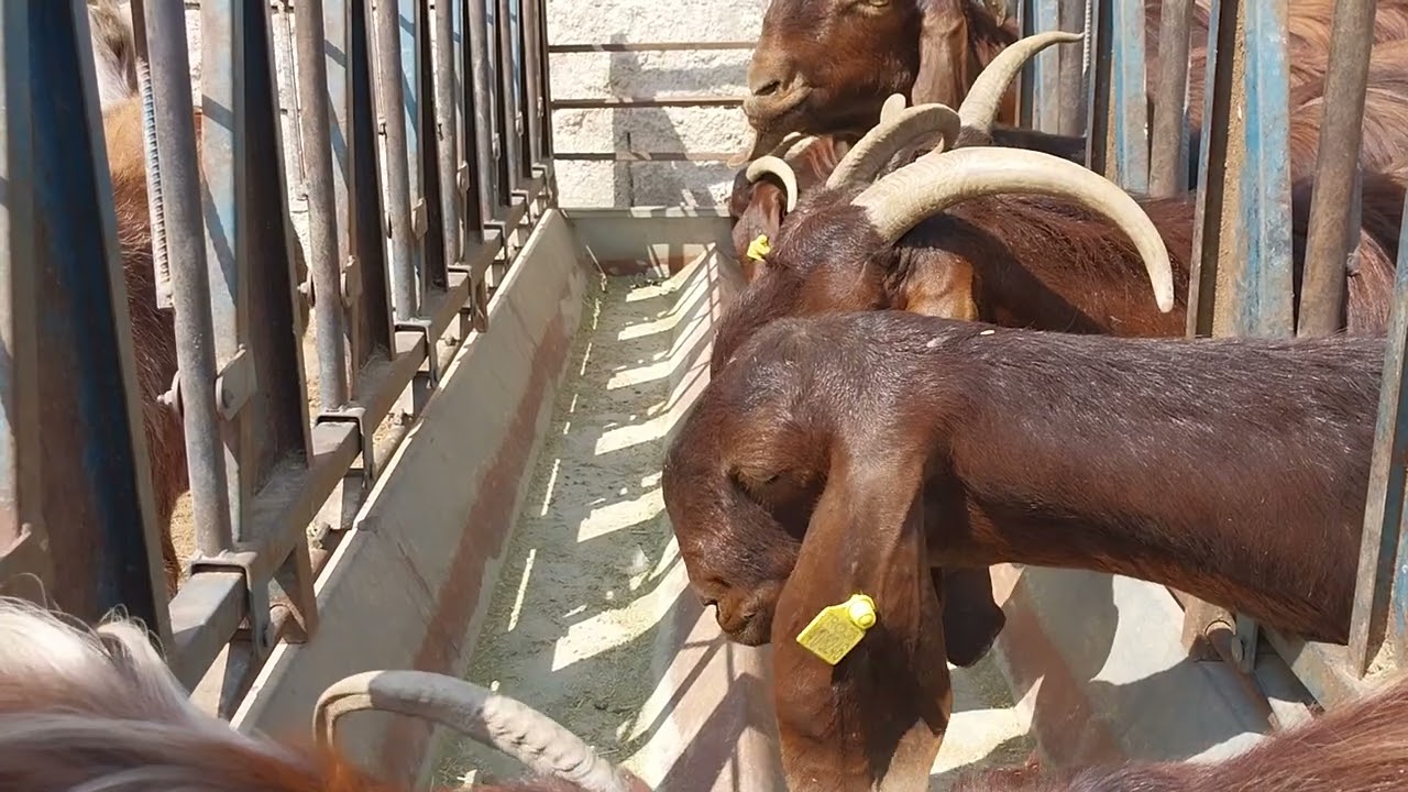 30 HALEP KEÇİSİ AYLIK NE KADAR KAZANDIRIR