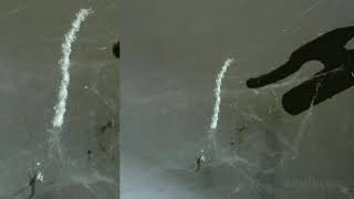 Small Spider Mecynogea With Her Cocoons 42 Hours In 50 Seconds