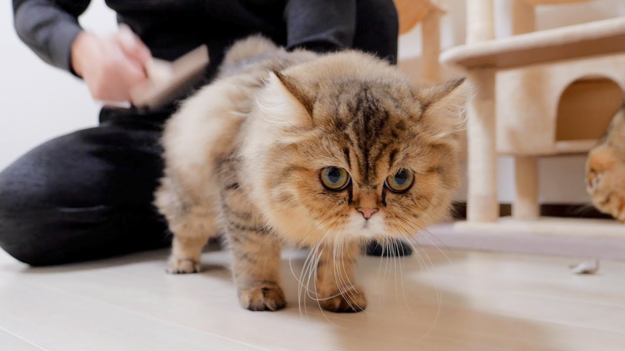 Этот котенок был таким милым, когда разозлился после того, как его расчесали!