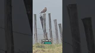 Sabias esto del Curiquingue #paramos #andes #ecuador #aves