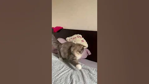 Video 6598791: siberian tabby kitten, blue tabby kitten, tabby female kitten, blue spotted tabby, blue tabby white, purebred kitties