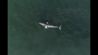 Minke Among The Salps