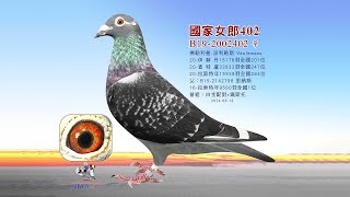 【歐洲特賣】B19-2002402