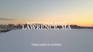 Winter Crow Roost: on the ice at sunset