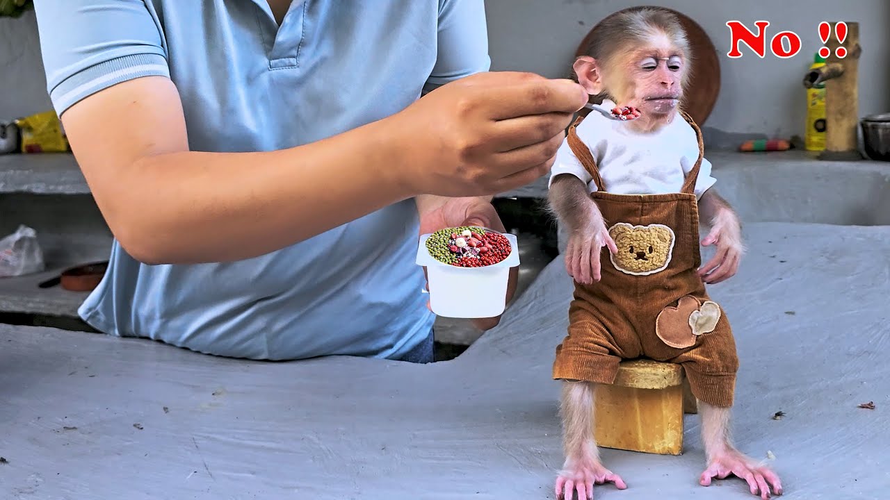 Почему детеныш обезьяны Сюка отказывается есть?