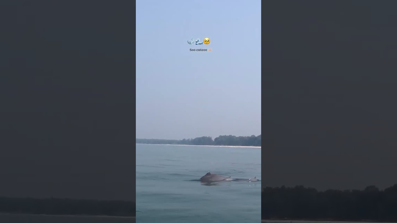 📍Dolphin point Kodi Beach 🐬 