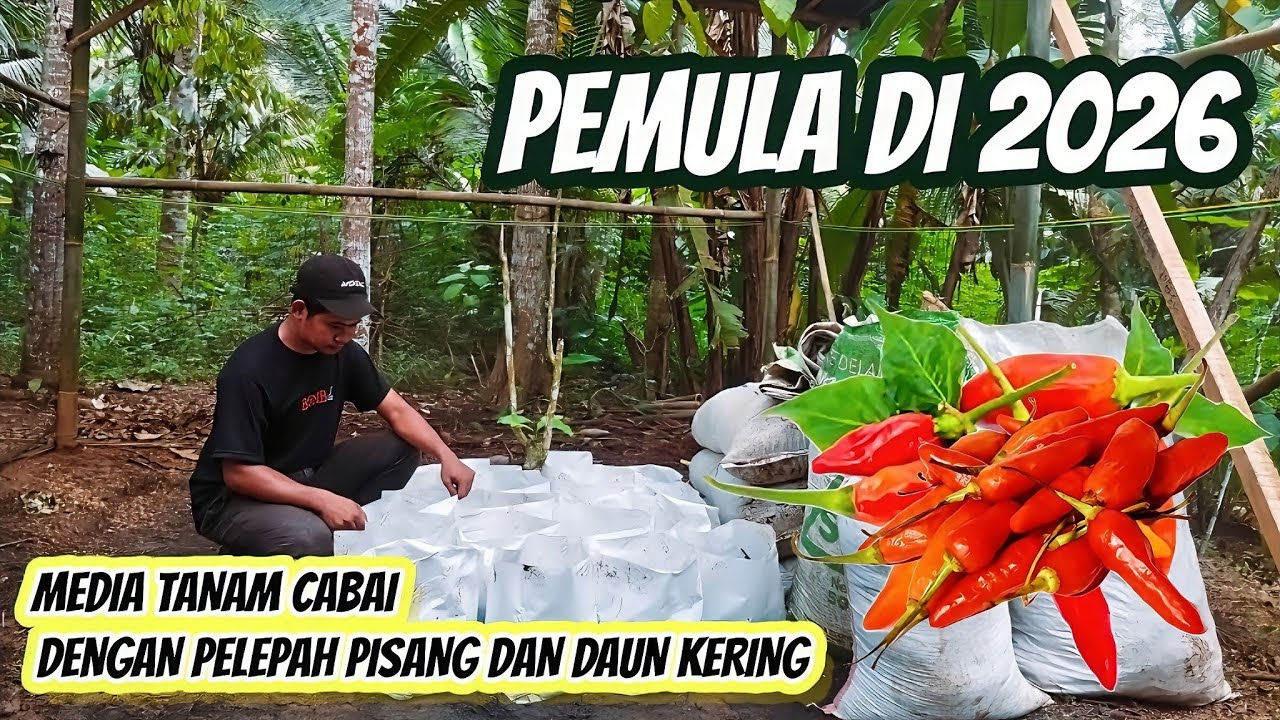 Berkebun di desa || Media tanam cabai daun kering @SerayuGarden 