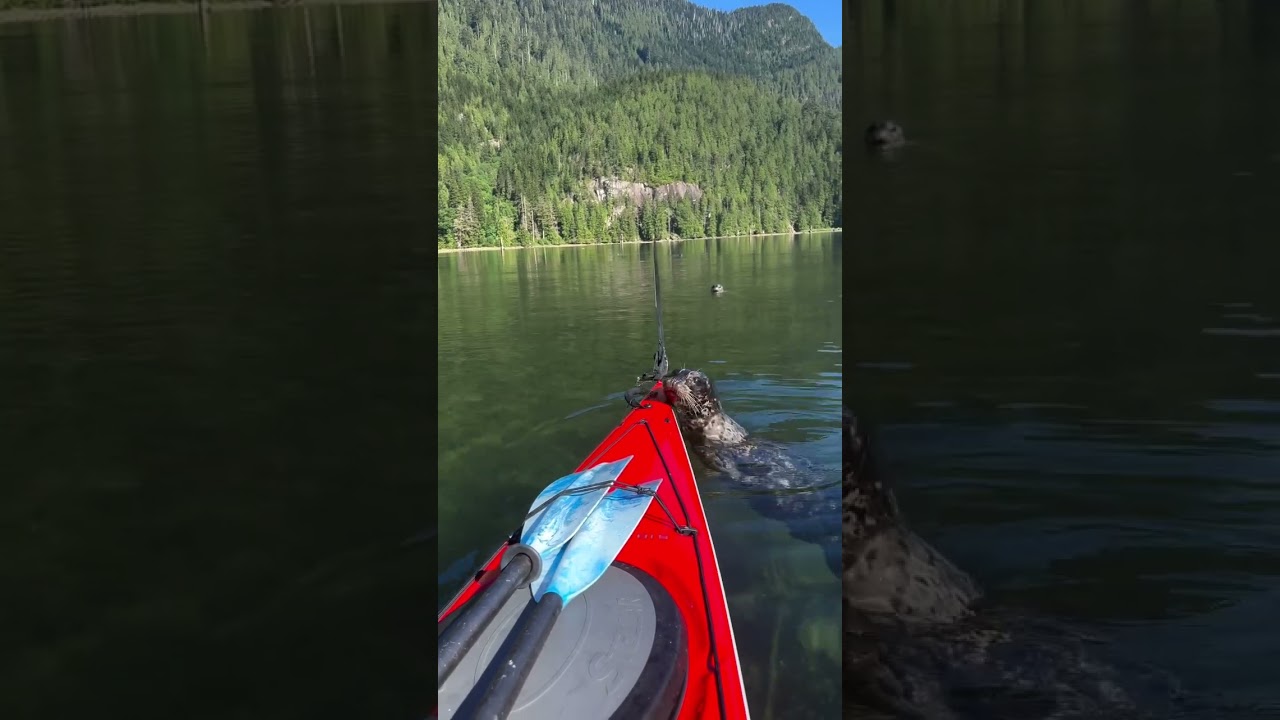 Harbor seal curiously approaches kayaker in Indian Arm, Vancouver, Canada