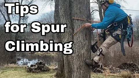 Tree Climber Tips For Tree Climbing on Spurs | Arborist Tree Climbing Techniques