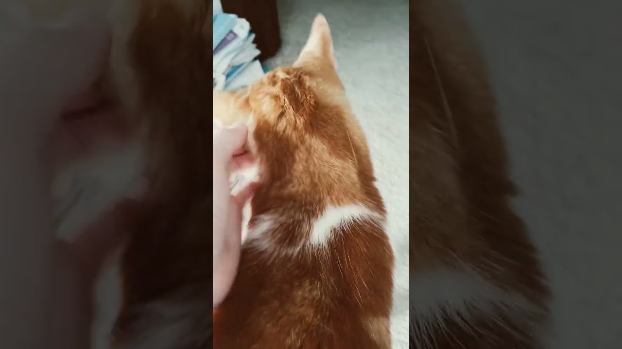 Cat Enjoying Some Nice Scratch 