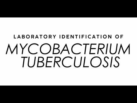 Microbiology Laboratory Identification of Mycobacterium Tuberculosis