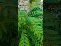 कढ़ी पत्ता का पौधा कभी नहीं सूखेगा! बस करें ये 3 काम | How to Grow Jungle Like Curry Leaf Plant at