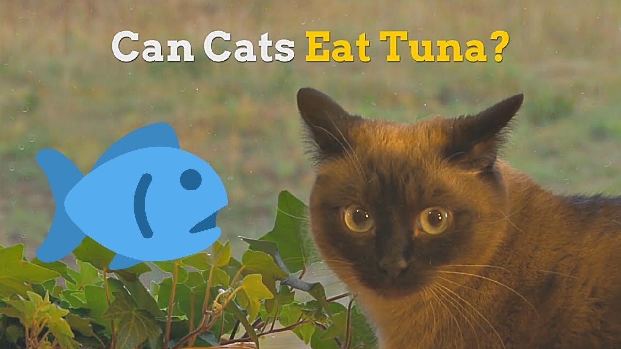 56 Best Images Can Cats Eat Fish Scales : Can Cats Eat Raw Fish? - Safe Fish for Cats