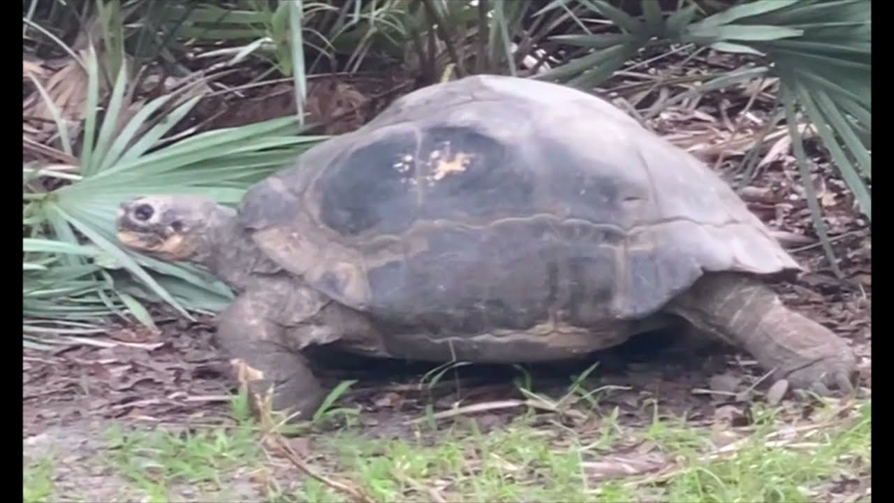 janet langjahr's tortoise rushing