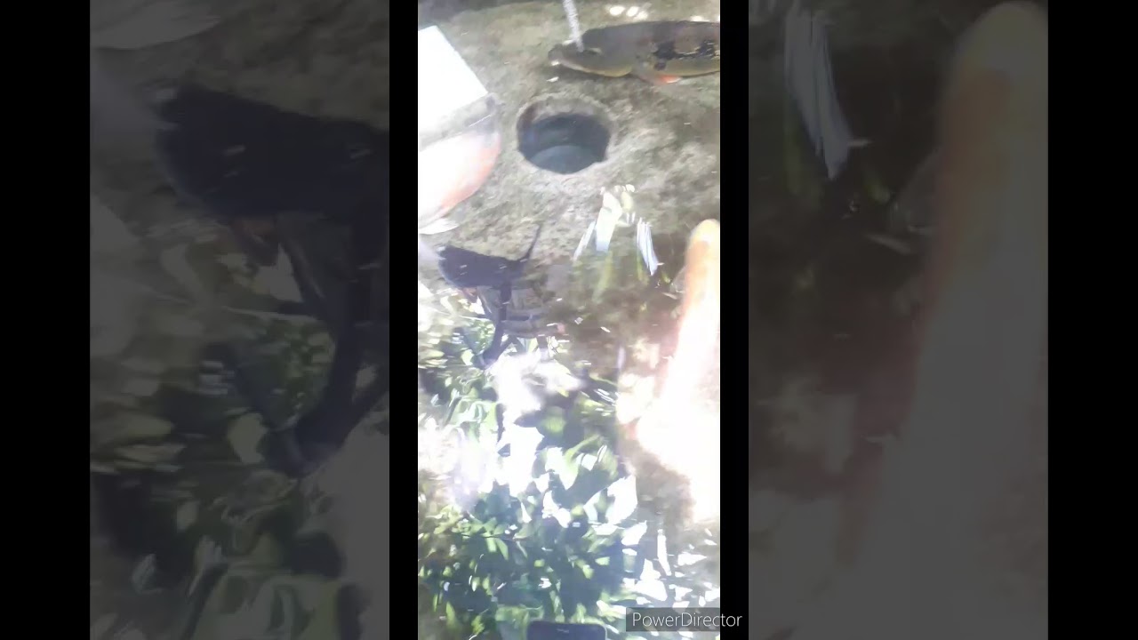 Peecok Bass.. in my Ciment Ball.. 👀👀👀👀