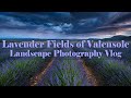 Photographing Lavender Fields in France - Valensole