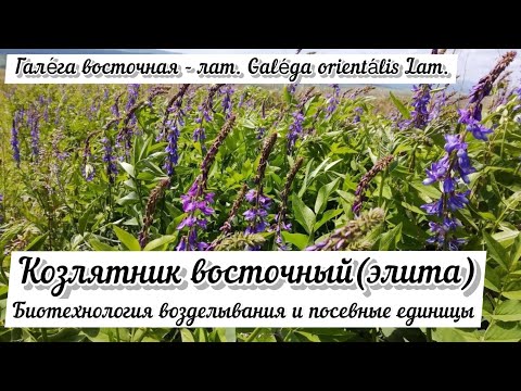 Козлятник Восточный (Fodder Galega) - основа дешёвой кормовой базы ООО "Петербургские Биотехнологии"