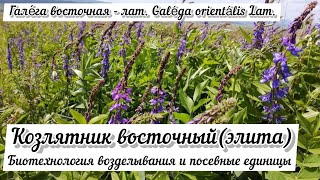 Козлятник Восточный (Fodder Galega) - основа дешёвой кормовой базы ООО "Петербургские Биотехнологии"